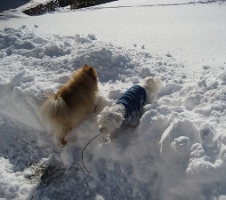dogs-in-snow.jpg